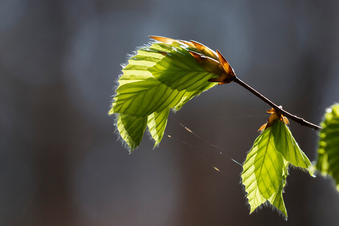 Blattaustrieb, Junges Rotbuchenlaub im Frühling, Fagus sylvatica, Würmtal, Oberbayern, Deutschland, Europa