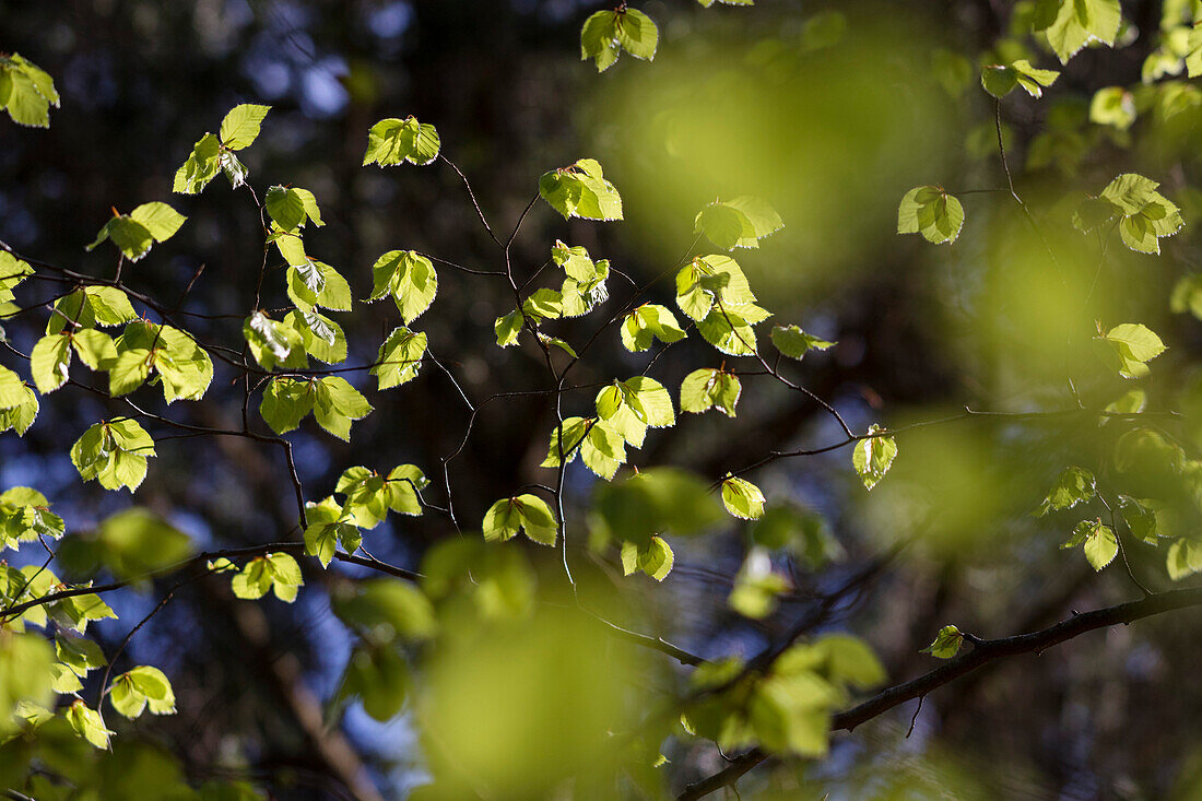 Beech leaves in spring, Fagus sylvatica, Upper Bavaria, Germany, Europe