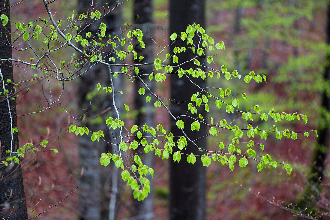 Beech leaves in spring, Fagus sylvatica, Upper Bavaria, Germany, Europe