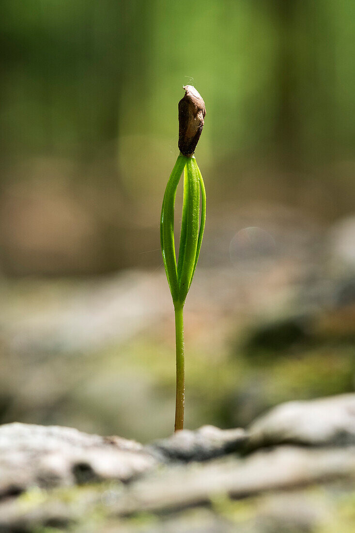 seedling of a spruce, Picea abies, Bavaria, Germany, Europe