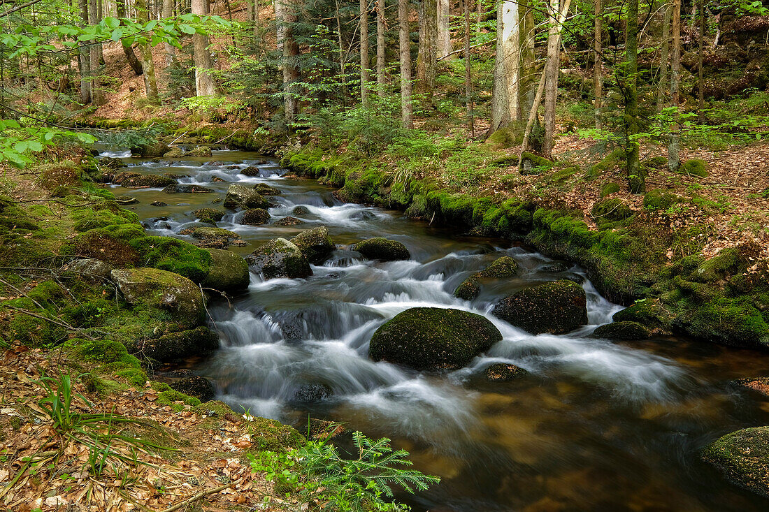 creek Kleine Ohe in forest, Bavarian Forest National Park, Lower Bavaria, Germany, Europe