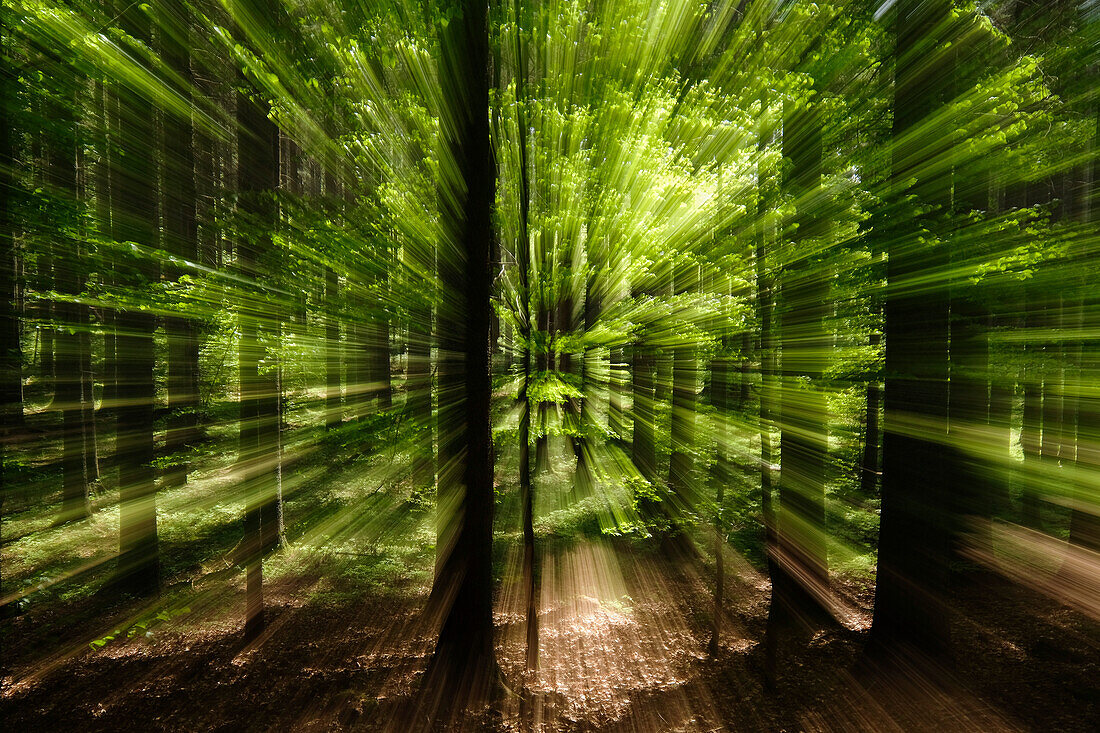 Bavarian Forest National Park, Bavaria, Germany, Europe