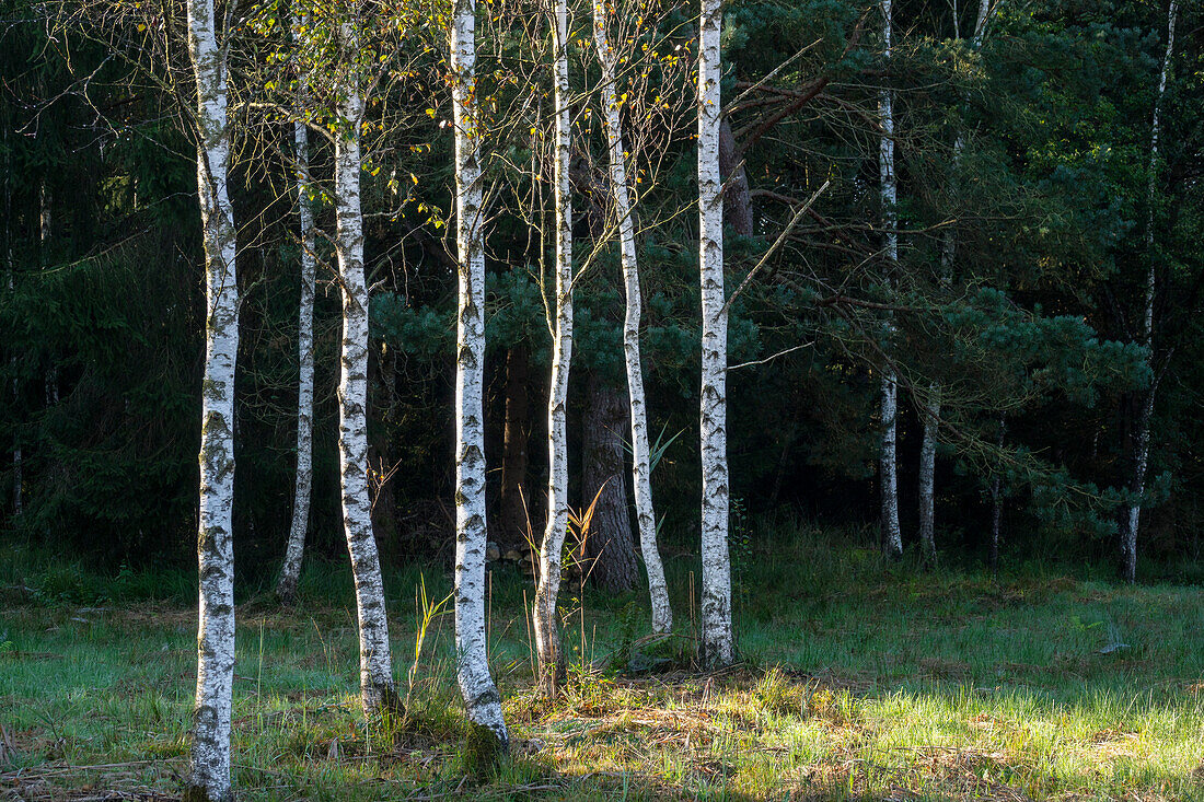 Birches in morning mist, Betula pubescens, Upper Bavaria, Germany, Europe