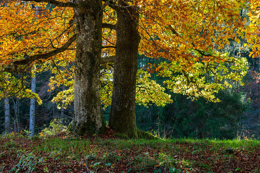 Rotbuche und Eiche im Herbst,  Fagus sylvatica, Quercus robur, Oberbayern, Deutschland, Europa