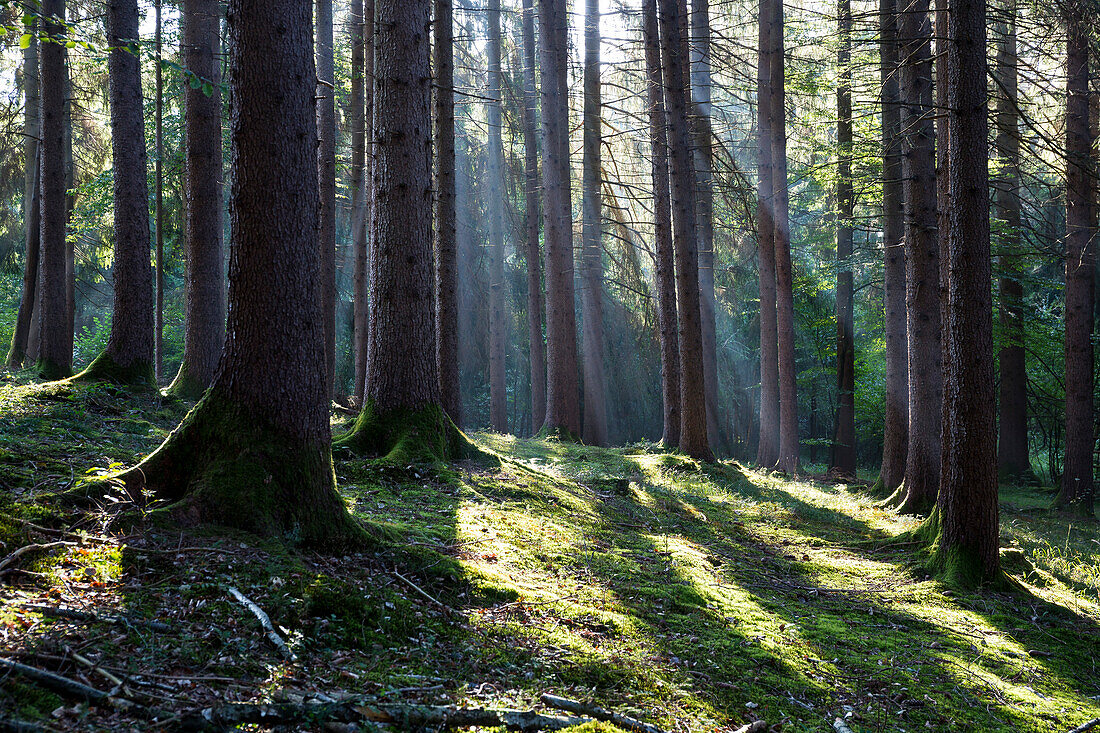 Sonnenstrahlen in Fichtenwald, Picea abies, Bayern, Deutschland