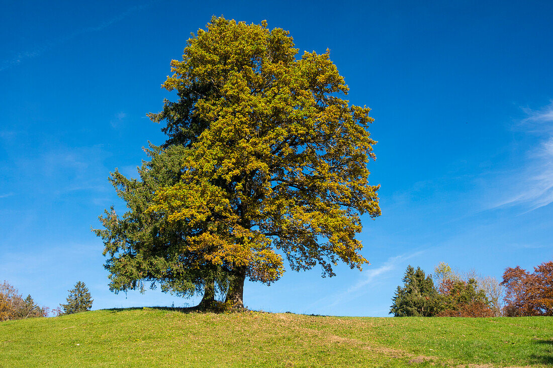 Eiche und Fichte im Herbst, Quercus robur, Fagus sylvatica, Oberbayern, Deutschland, Europa