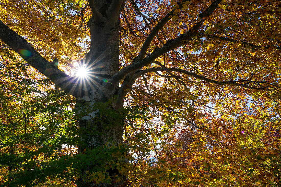 Beech Tree in autumn, Fagus sylvatica, Upper Bavaria, Germany, Europe