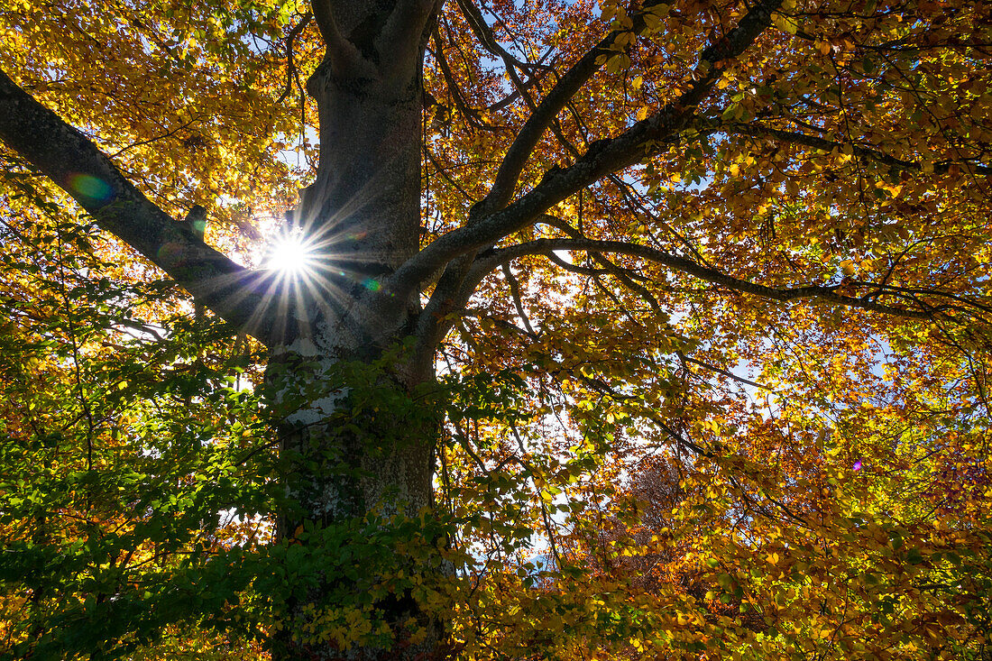 Rotbuche im Herbst, Fagus sylvatica, Herbststimmung, Oberbayern, Deutschland, Europa