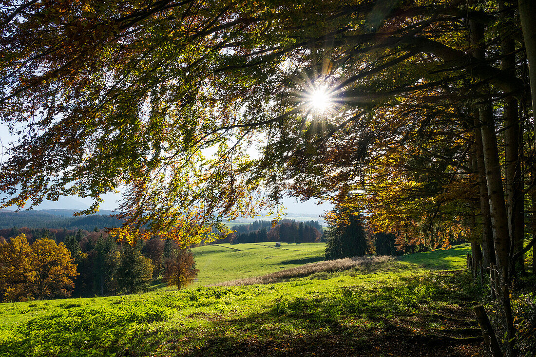autumn impression, Upper Bavaria, Germany, Europe