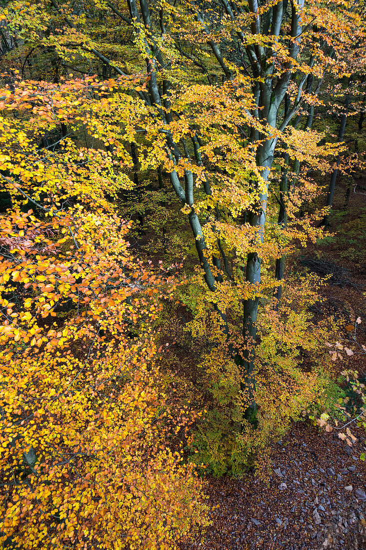 beech forest in autumn, Fagus sylvatica, Saarland, Germany, Europe