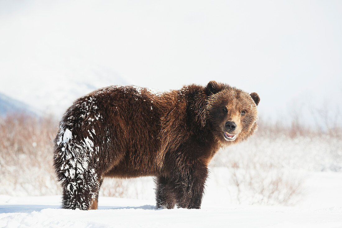Captive brown bear ursus arctos playing in the snow at the Alaska Wildlife Conservation Center in winter, Portage, Alaska, United States of America