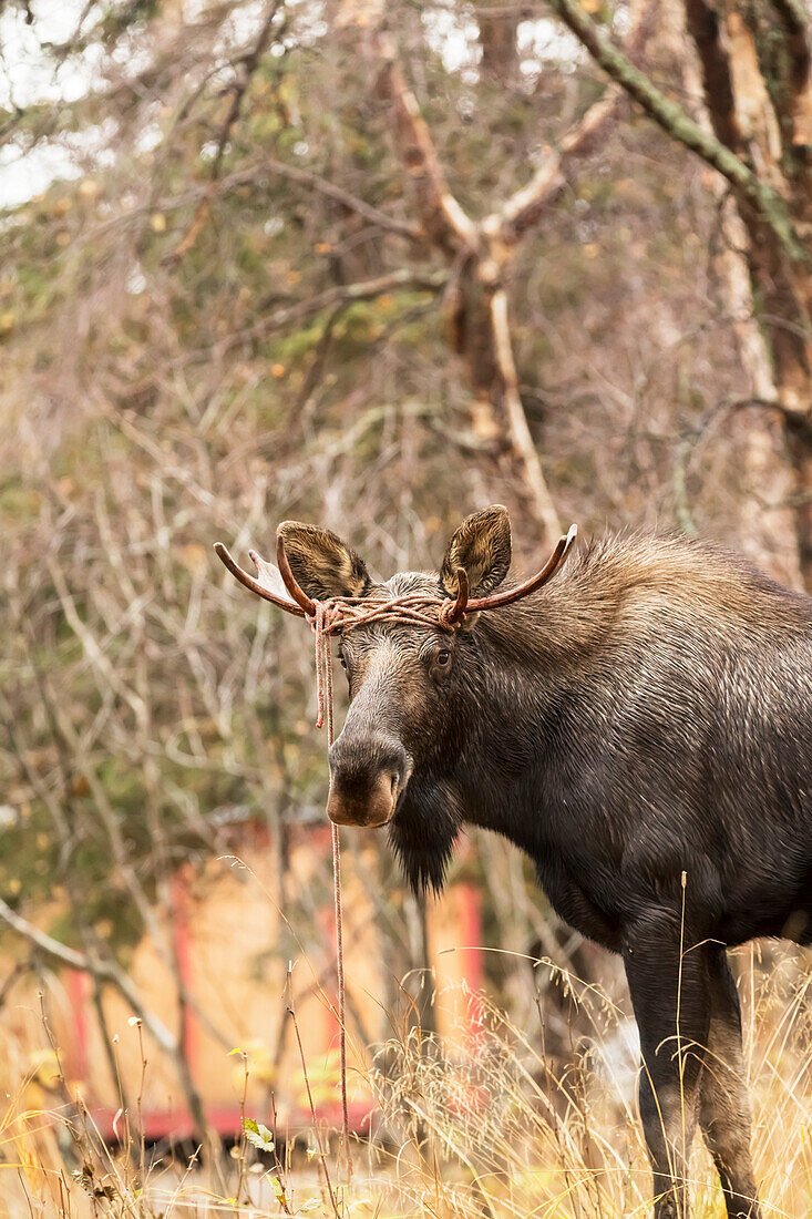 A young bull moose alces alces walks around with rope twisted around his antlers near Potter Marsh in autumn. He evidently got tangled up in the rope but broke free, Alaska, United States of America
