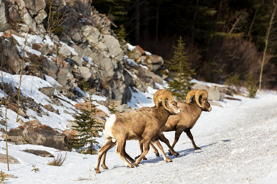 Male Bighorn Sheep Ovis canadensis on snow covered hillside with rock cliff in background, Alberta, Canada