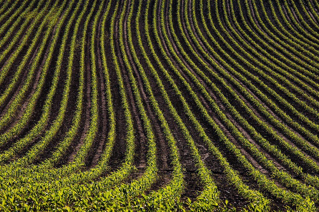 Corn field in early growth, Compton, Quebec, Canada