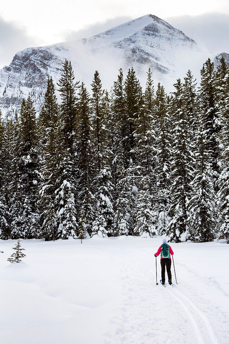 Female cross country skier on groomed trail with snow covered trees, Lake Louise, Alberta, Canada