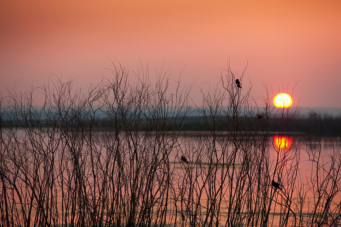 Sun glowing in a pink sky at sunset and reflections on a tranquil lake with silhouettes of small birds in a tree, Saskatchewan, Canada