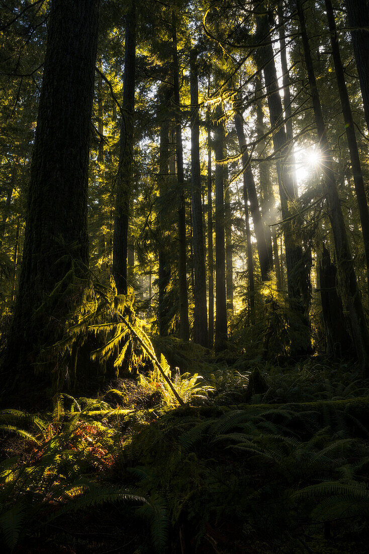 Cathedral Grove, MacMillan Provincial Park, British Columbia, Canada