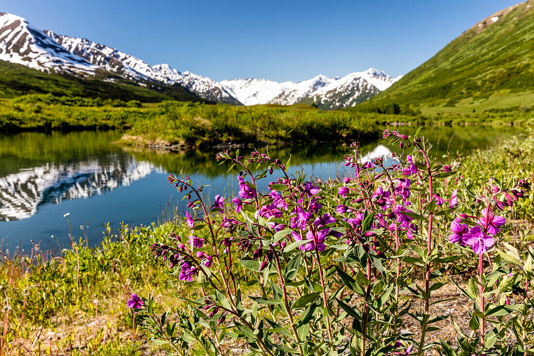 Dwarf Fireweed Epilobium latifolium growing along a pond with the Kenai Mountains in the background in Turnagain Pass, South, central Alaska, Alaska, United States of America