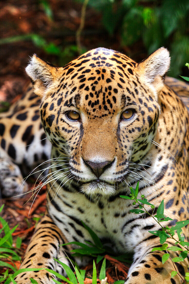 Jaguar Panthera onca, Belize Zoo, near Belize City, Belize