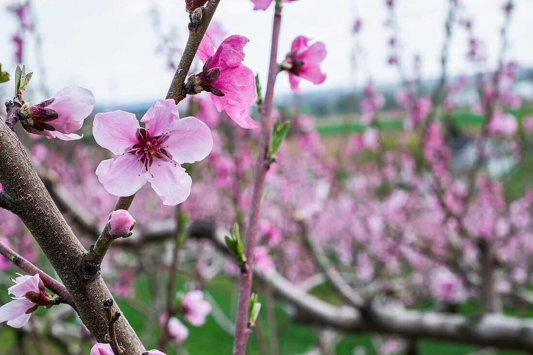 Peach orchard in blossom, Lancaster, Pennsylvania, United States of America