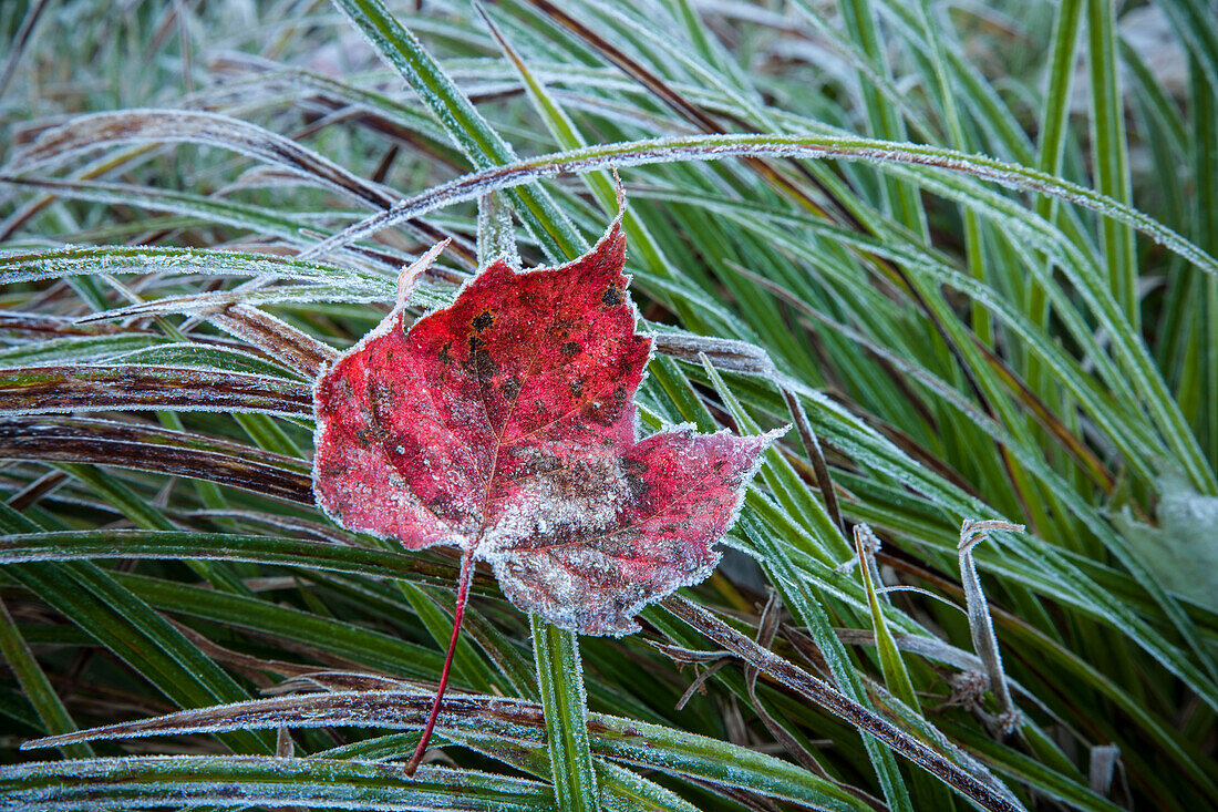 Frosty leaf in autumn, Waterbury, Vermont, United States of America