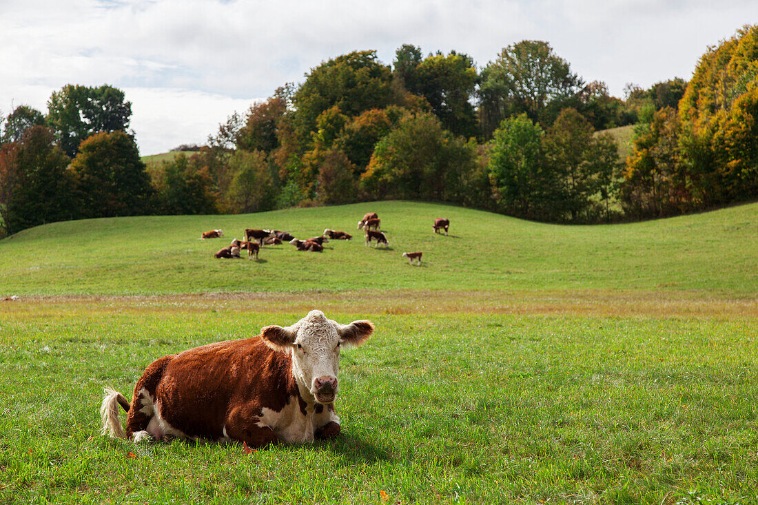 Cows resting and grazing in a farm field, Reading, Vermont, United States of America