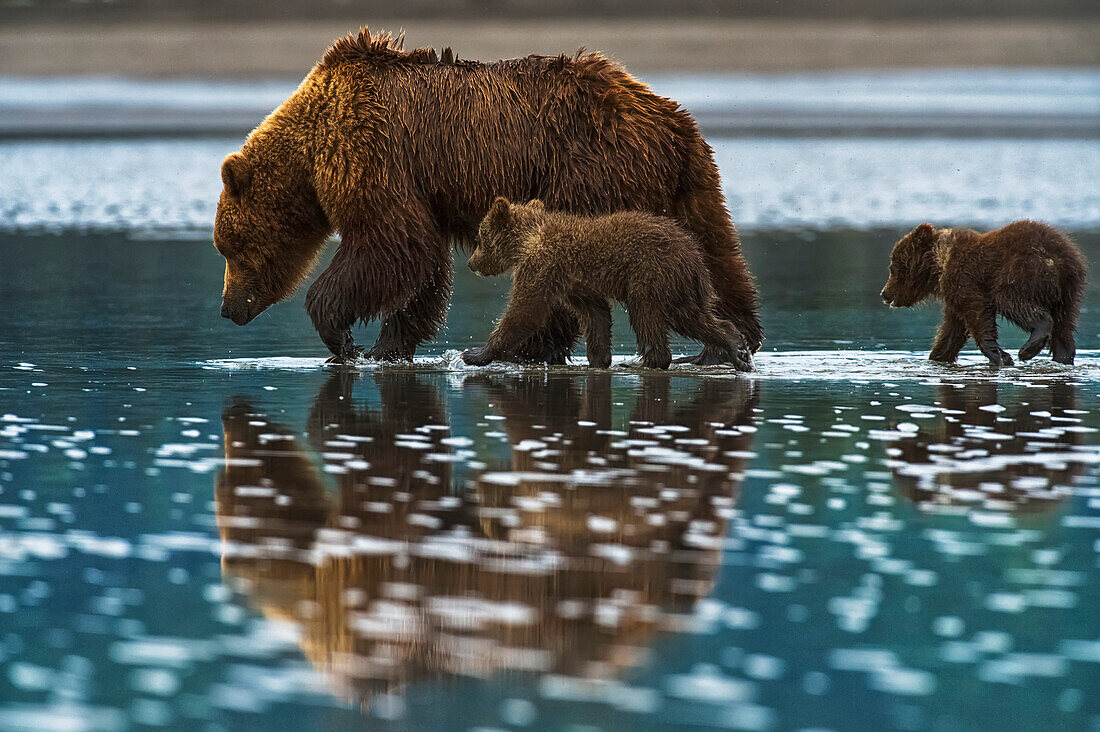 Brown bear ursus arctos walks in the shallow water with it's cubs following, Lake Clark National Park, Alaska, United States of America