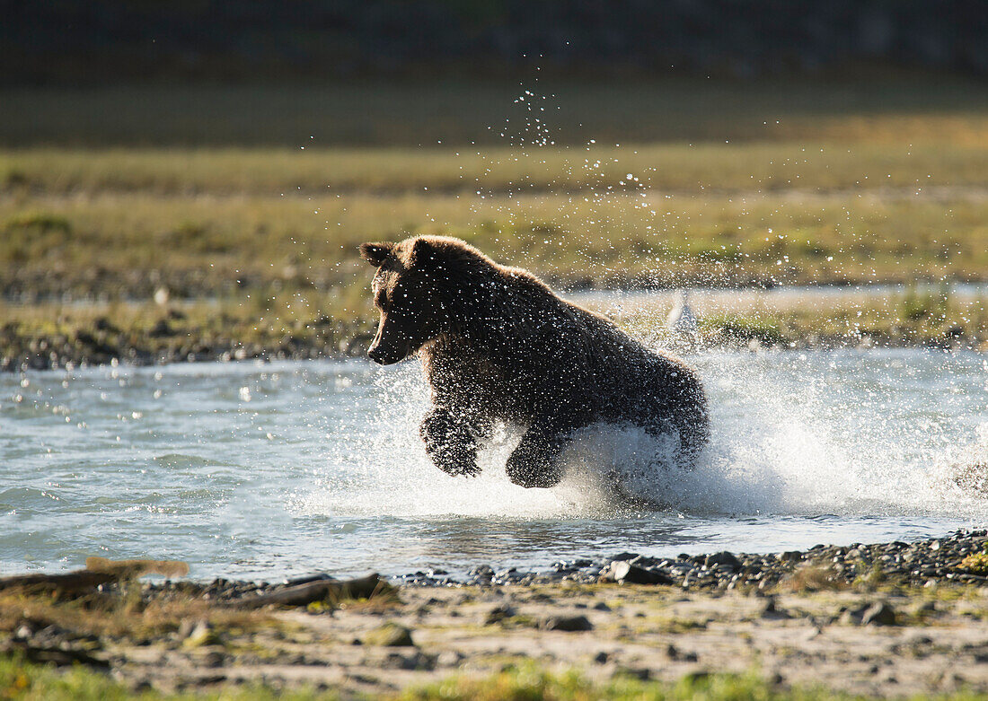 Brown bear ursus arctos splashing in the water while fishing, Geographical Bay, Alaska, United States of America