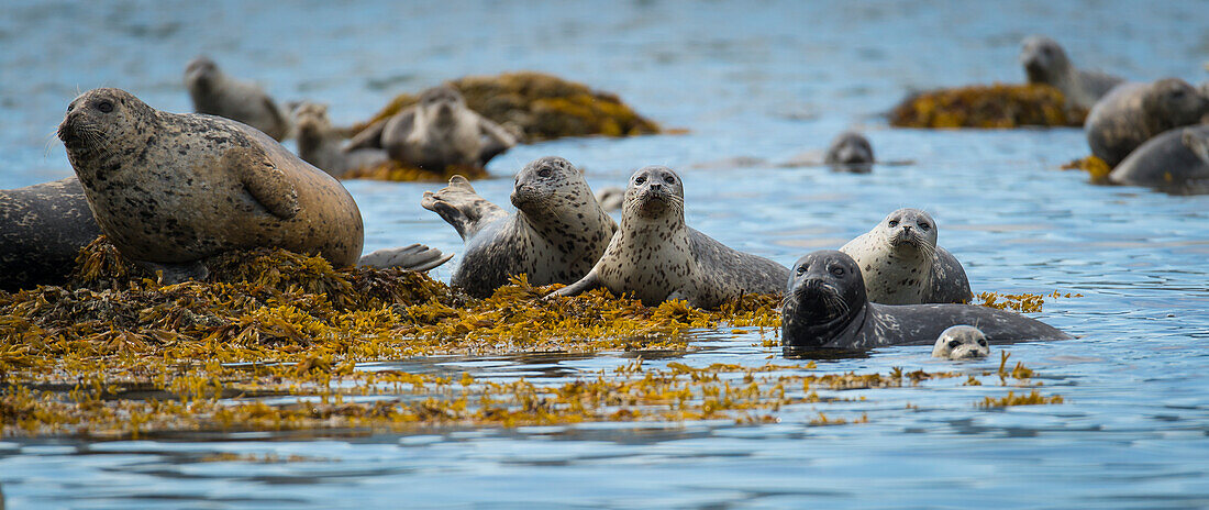 Harbour seal Phoca vitulina, Geographical Bay, Alaska, United States of America