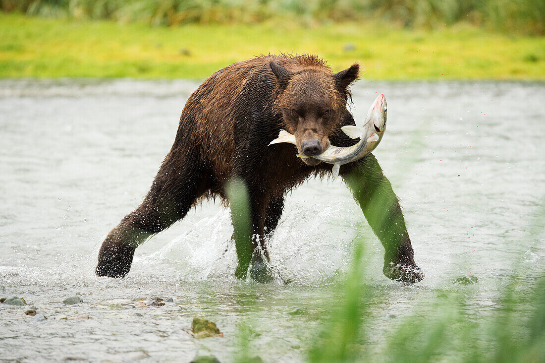 Brown bear ursus arctos fishing in Geographical Bay, Alaska, United States of America