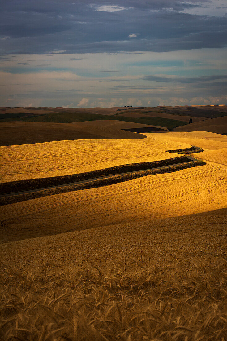 Golden wheat fields on rolling hills, Palouse, Washington, United States of America