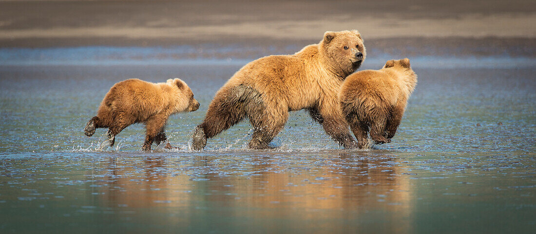 Alaskan coastal bears ursus arctos clamming in Lake Clark National Park, Alaska, United States of America