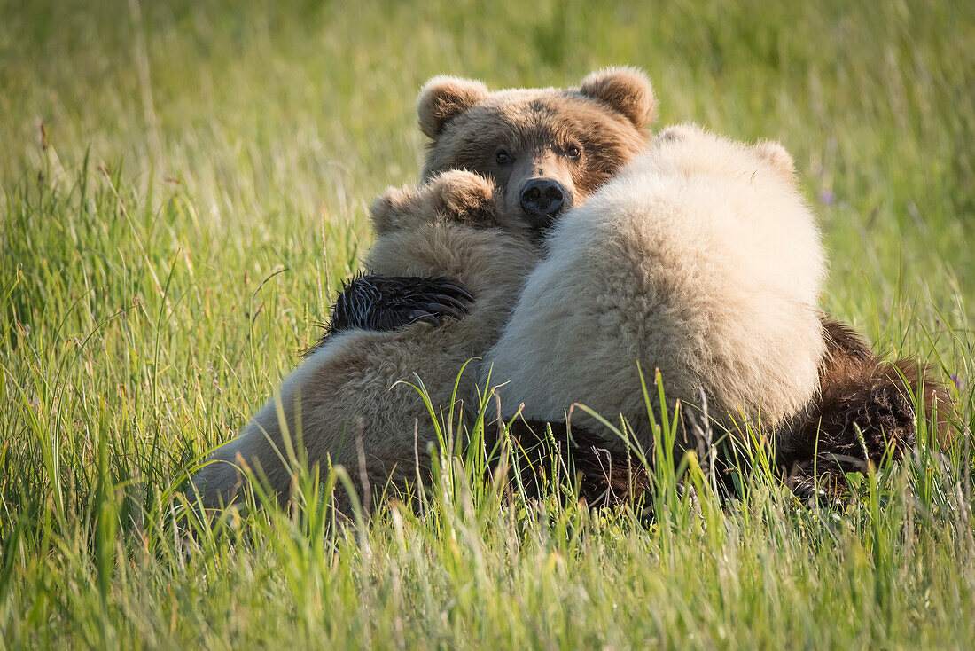 Alaskan coastal bear ursus arctos nursing her cubs, Lake Clark National Park, Alaska, United States of America