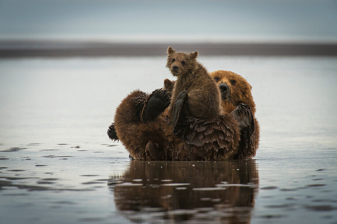 Alaskan coastal bear ursus arctos sow nursing her cubs, Lake Clark National Park, Alaska, United States of America