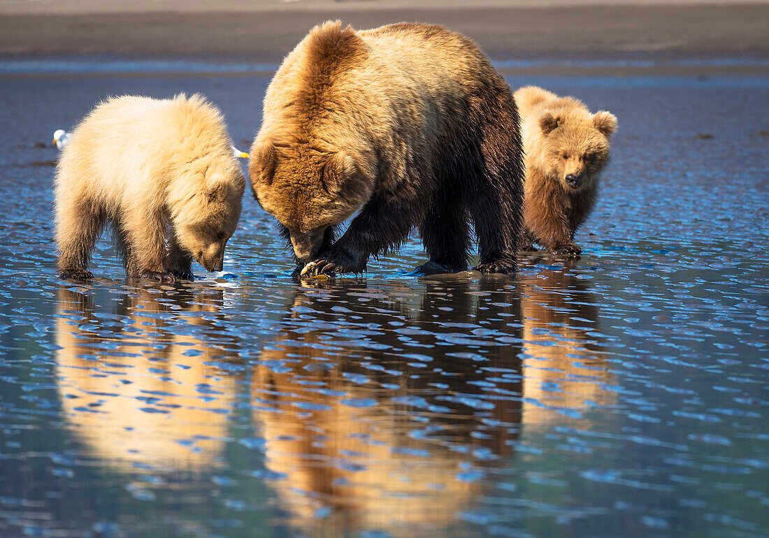 Alaskan coastal bear ursus arctos sow and cubs clamming, Lake Clark National Park, Alaska, United States of America