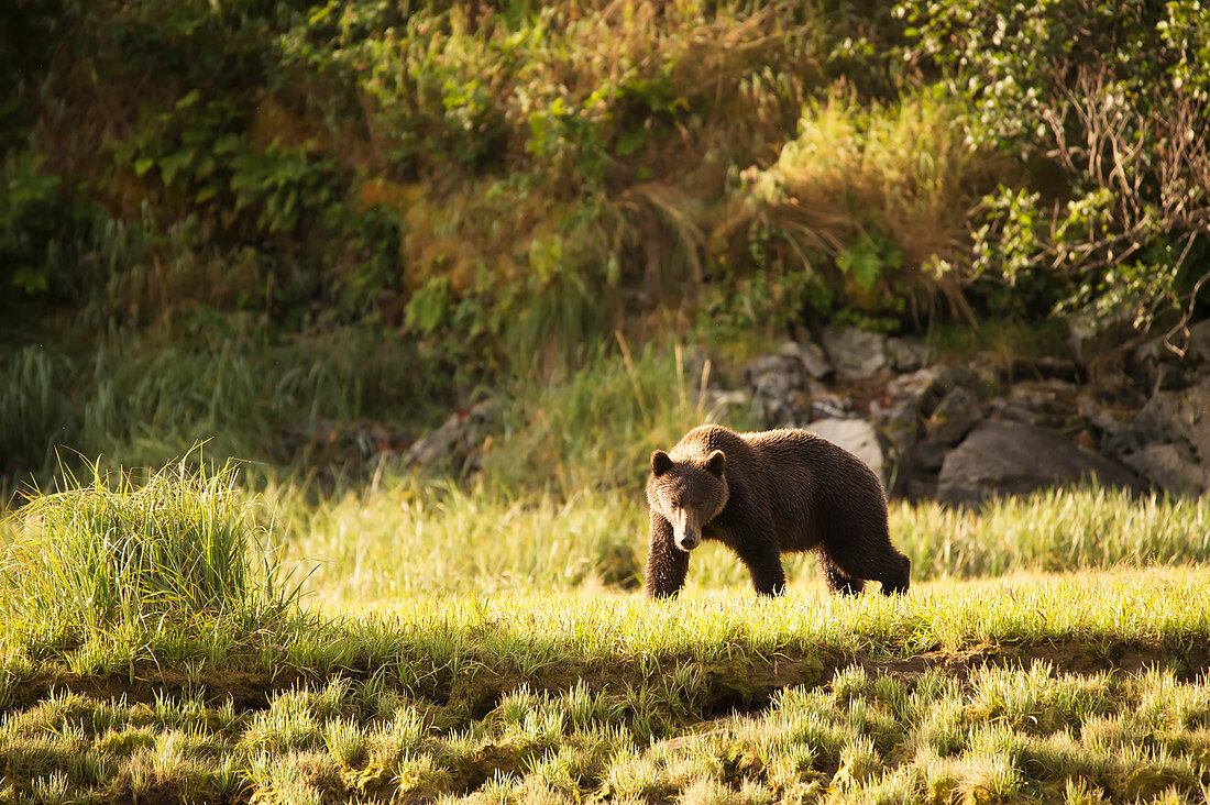 Alaskan coastal bear ursus arctos, Geographical Bay, Alaska, United States of America