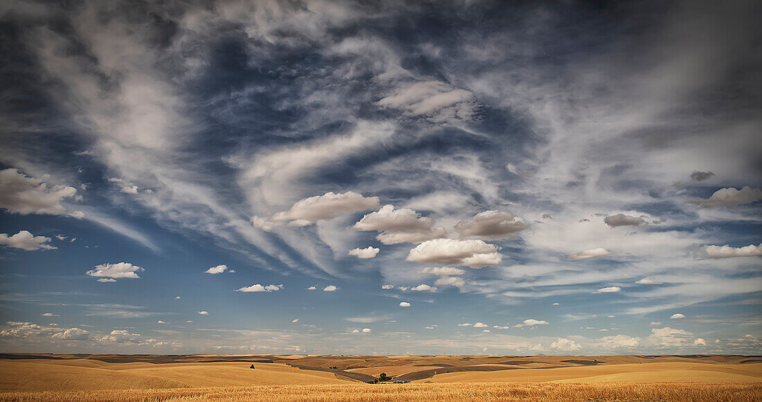 Wheat field under a blue sky with cloud, Palouse, Washington, United States of America