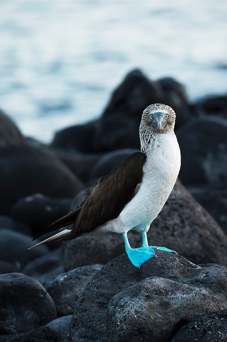 Blue, footed booby Sula nebouxii, Galapagos Islands, Ecuador