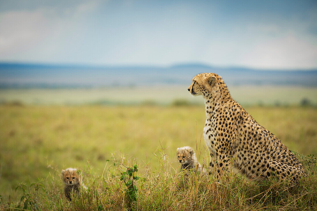 Cheetah Acinonyx jubatus with it's cubs, Maasai Mara National Reserve, Kenya
