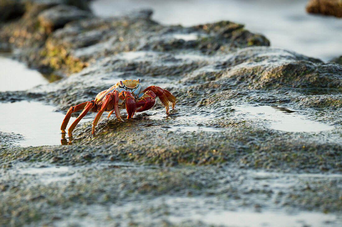 Painted crab Ocypode gaudichaudii, Galapagos Islands, Ecuador