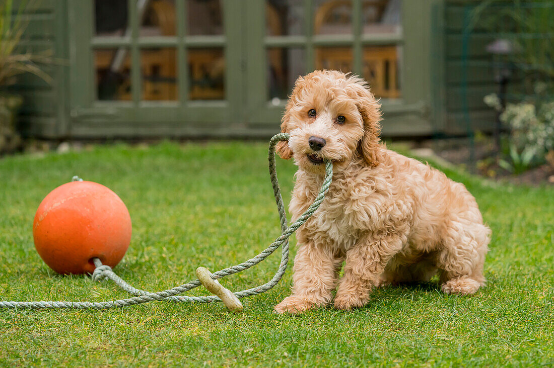 A cockapoo playing with a rope and ball on the grass in a backyard, South Shields, Tyne and Wear, England