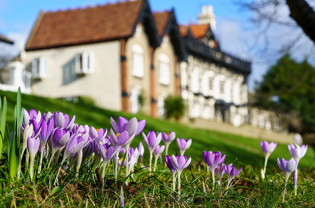 Crocuses in bloom in the foreground with houses and blue sky in the background, Whitburn, Tyne and Wear, England