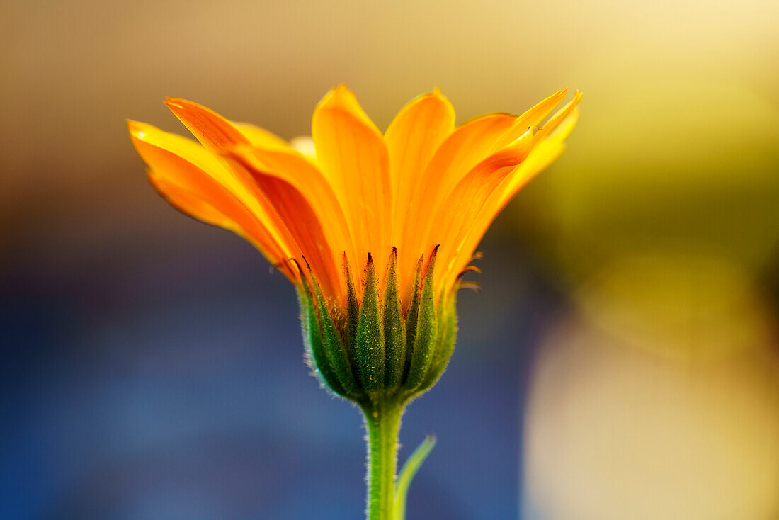 Close up of yellow flower blossoming, South Shields, Tyne and Wear, England