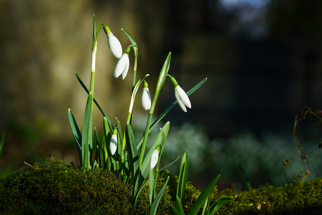 White flowers blossoming in a garden, South Shields, Tyne and Wear, England