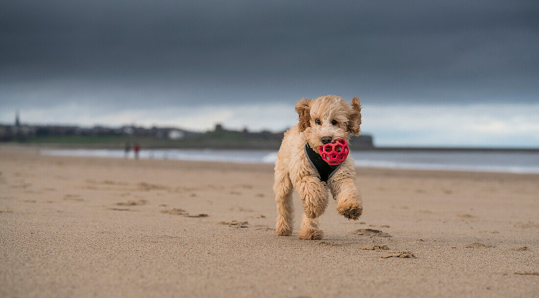 A cockapoo running on the beach with a red ball in it's mouth, South Shields, Tyne and Wear, England