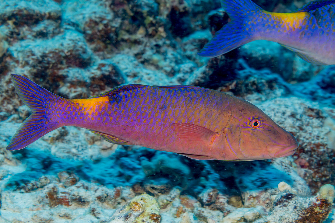 Portrait of a Blue Goatfish Parupeneus cyclostomus taken while scuba diving the Kona coast, Kona, Island of Hawaii, Hawaii, United States of America