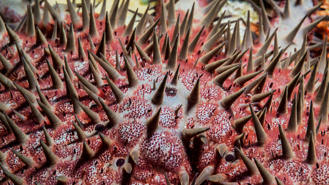A close up view of a Crown of Thorns Seastar Acanthaster planci showing pedicellaria, which was photographed under water while scuba diving at Kona, Kona, Island of Hawaii, Hawaii, United States of America
