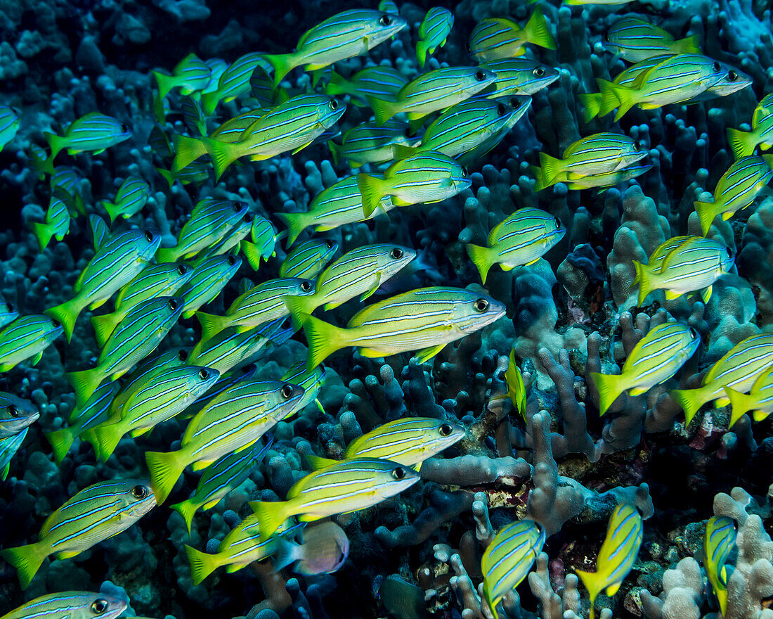 Bluestripe Snapper Lutjanus kasmira schooled at Garden Eel Cove, Kona Coast, Kona, Island of Hawaii, Hawaii, United States of America