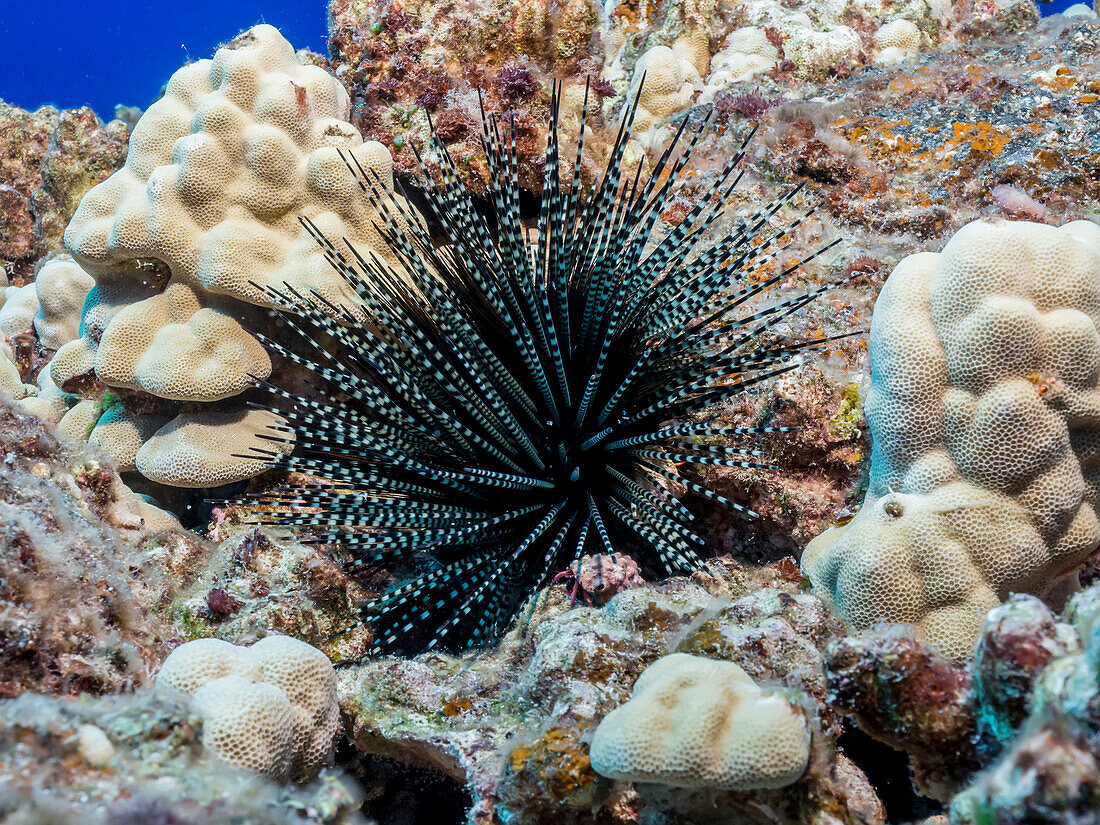 Banded sea urchin Echinothrix calamaris surounded by lobe coral Porites lobata on a coral reef off the Kona coast, Kona, Island of Hawaii, Hawaii, United States of America