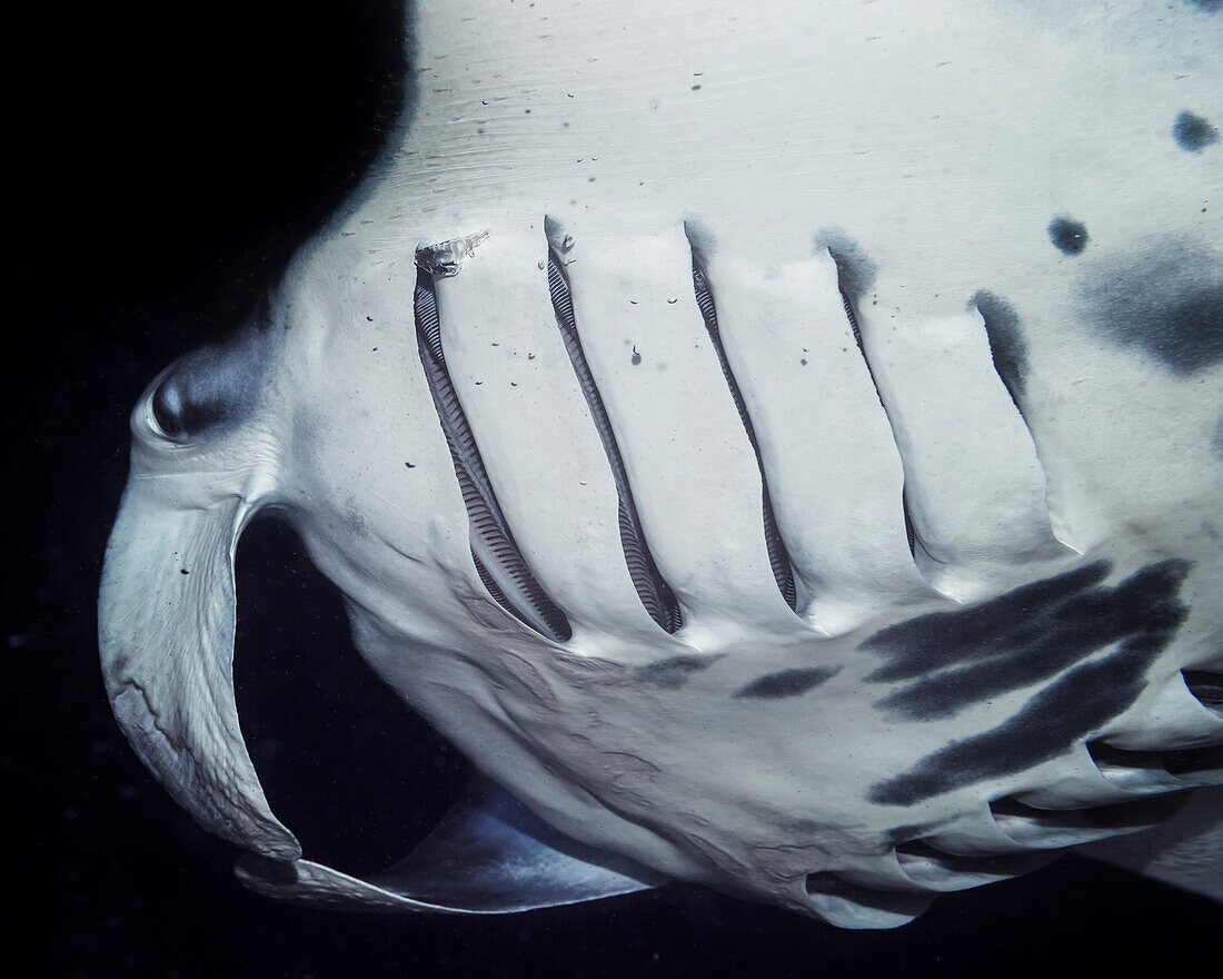 Lower side of a Coastal Manta Ray Manta alfredi that was photographed while scuba diving the Kona coast at night, Kona, Island of Hawaii, Hawaii, United States of America